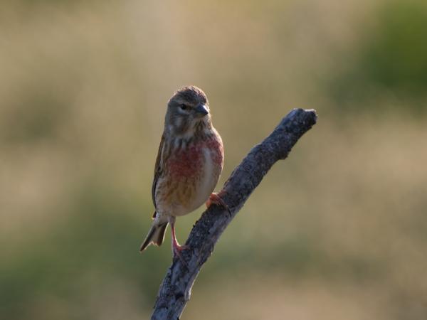 <h3><a href="/trips/kreta/biota/animalia/chordata/aves/040 passeriformes/121 fringillidae/linaria cannabina/linaria cannabina-nl.html">Linaria&nbsp;cannabina</a> / Common&nbsp;linnet / Kneu</h3>OM-1 met OLYMPUS M.150-400mm F4.5 TC, 1/800 sec  bij F5.6, ISO 400, afstand 15.7&nbsp;m